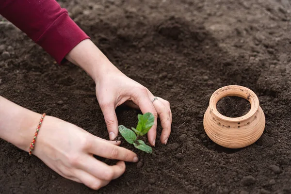 Садоводство Girl Replanting Green Mint Home Garden Indoor Garden Room — стоковое фото