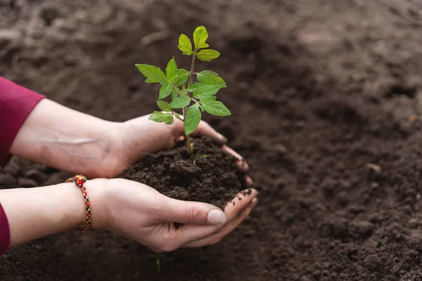 Young Green Seedlings Tomato Pots Wooden Background Woman Transplanting Seedlings — Stock Photo, Image