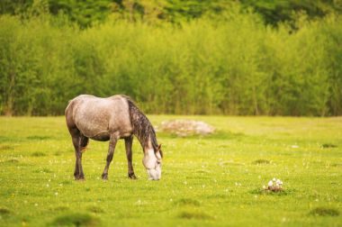 Işık gri at grazes üzerinde batan güneşin genç bir ormanda çerçevede bir yeşil bahar çayır