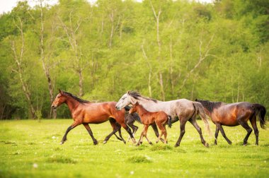 At sürüsü bir topuk bahar çayır çimen bir arka plan bahar orman ile grazes