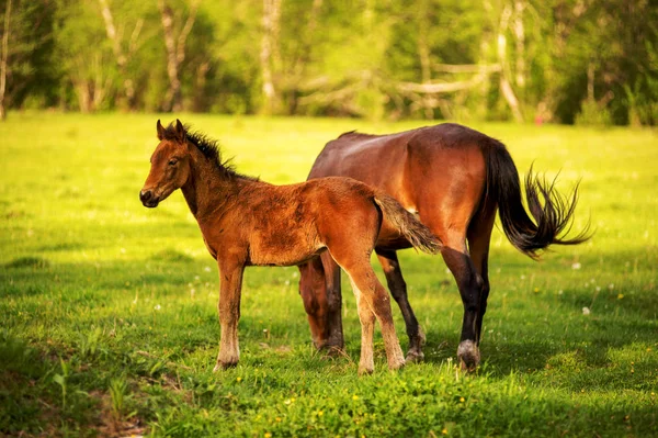 Mother horse with her foal grazing on a spring green pasture against a background of green forest in the setting sun