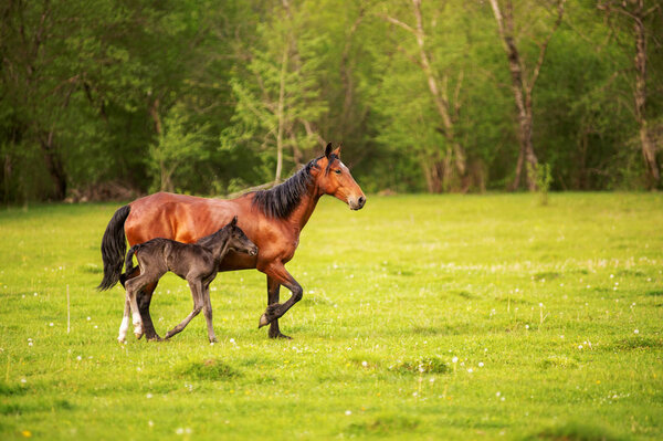 Mother horse with her foal grazing on a spring green pasture against a background of green forest in the setting sun