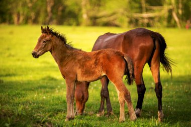 Batan güneşin yeşil ormanda çerçevede bir bahar yeşil mera üzerinde otlatma onun Tay ile anne at