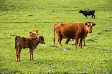 Bir çayır üzerinde otlatma onun bebek buzağı yanında anne inek