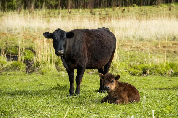 赤ちゃん子牛の牧草地に放牧の横に母牛 — ストック写真