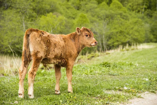 A small calf grazes on a meadow Stock Picture