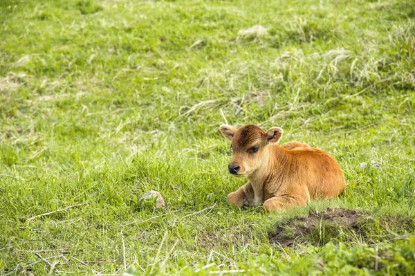 小さな子牛は牧草地にあります。 — ストック写真