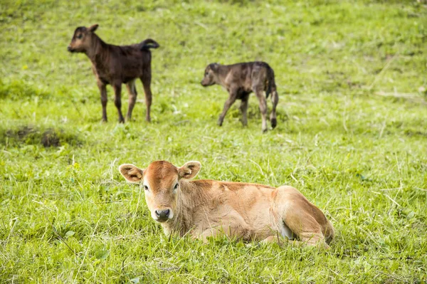 他の子牛の背中に草原にある小さなふくらはぎ — ストック写真
