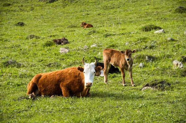 Anya tehén mellett ő a réten legelésző baba borjú — Stock Fotó