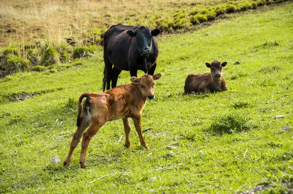 Μητέρα αγελάδα δίπλα από μοσχάρι της μωρό που βόσκουν σε ένα λιβάδι — Φωτογραφία Αρχείου