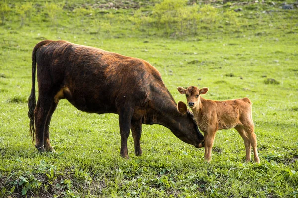 赤ちゃん子牛の牧草地に放牧の横に母牛 — ストック写真