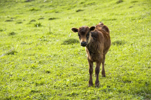 草原の小さな子牛をかすめる — ストック写真