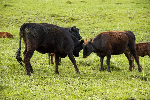 Vaca con una pelea de toros en el fondo de otras vacas — Foto de Stock