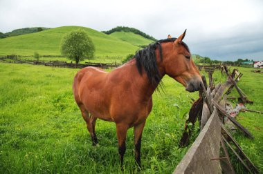 Yeşil Ahşap çerçevede bir yeşil alan üzerinde kahverengi bir at standları