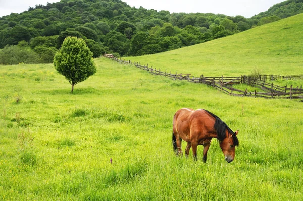 Ένα καφε-κόκκινο άλογο που βόσκει σε ένα πράσινο πεδίο ενάντια σε ένα όμορφο δέντρο — Φωτογραφία Αρχείου