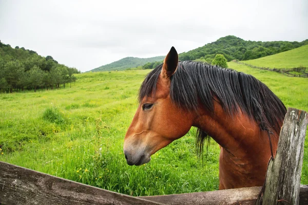 Close-up portrait of a brown horse against a green meadow background — Stock Photo, Image