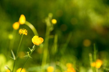 Yakın çekim yeşil bir ormandaki yabani sarı çiçek