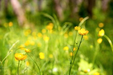 Yakın çekim yeşil bir ormandaki yabani sarı çiçek