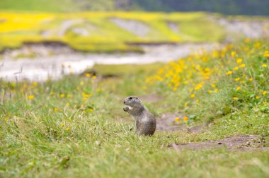 Zemin sincap niteliğine