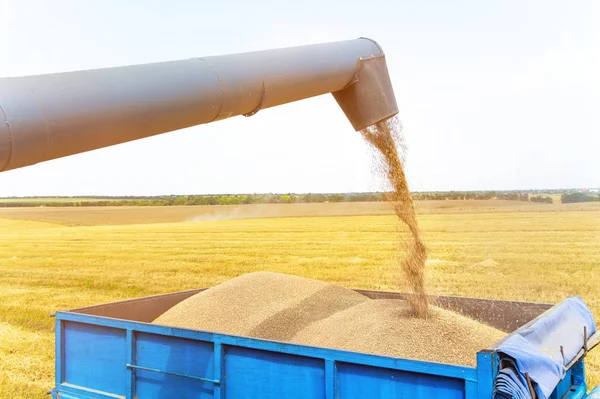 Combine colheitadeira em ação no campo de trigo, descarregando grãos — Fotografia de Stock