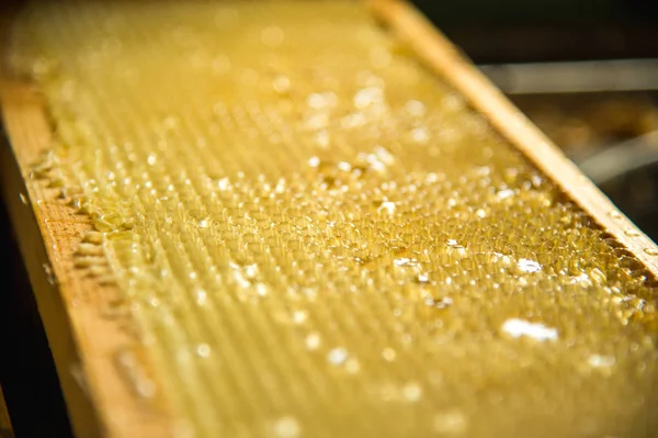 Unfinished fresh honey in honeycombs that are placed in a frame — Stock Photo, Image