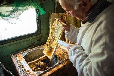 Arıcı balmumu petek çerçevesinden ayırır..