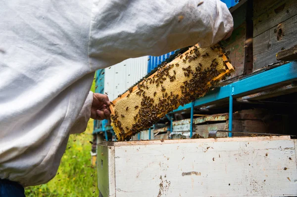 El apicultor mantiene un marco con miel sellada con cera —  Fotos de Stock