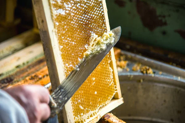 Arıcı balmumu petek çerçevesinden ayırır..
