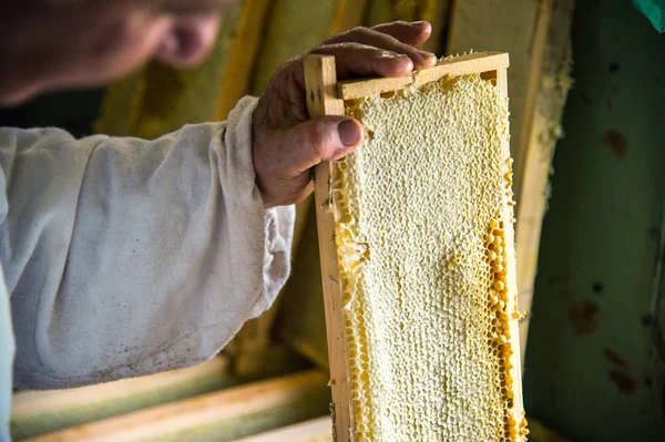 Miel frais non fini en nids d'abeilles qui sont placés dans un cadre dans les mains apiculteur — Photo