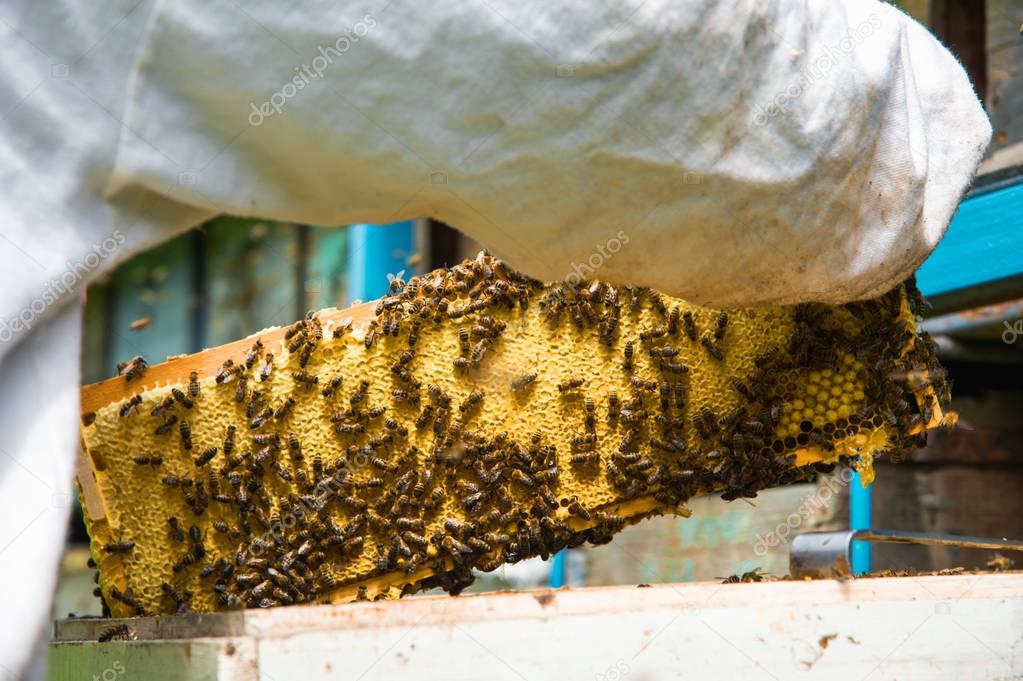 The beekeeper keeps a frame with honey sealed with wax