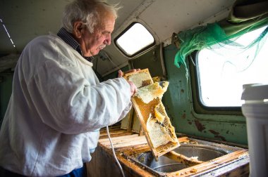 Arıcı balmumu petek çerçevesinden ayırır..