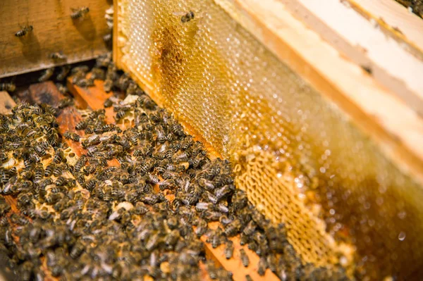Viele Bienen im offenen Bienenstock — Stockfoto