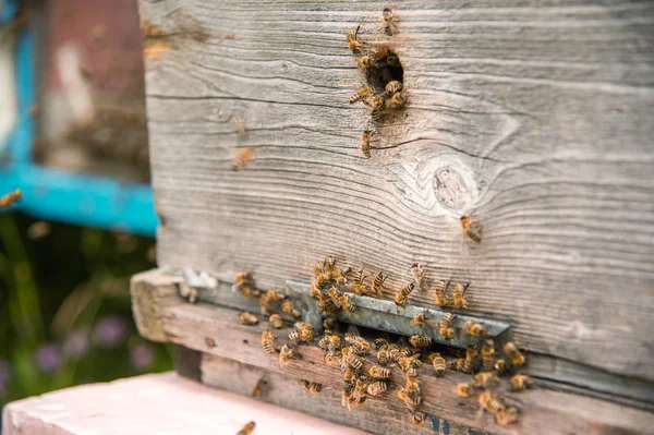 Colmenas en el colmenar con abejas volando en las tablas de aterrizaje . —  Fotos de Stock