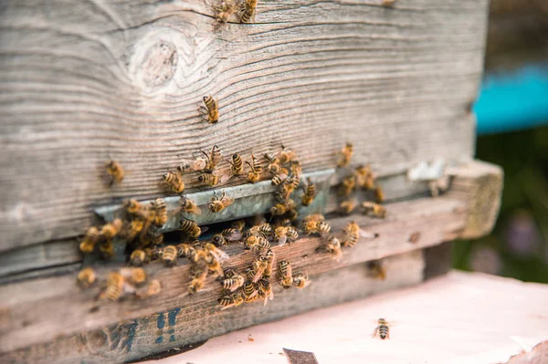 Colmenas en el colmenar con abejas volando en las tablas de aterrizaje . —  Fotos de Stock