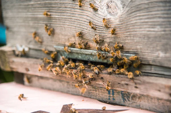 Colmenas en el colmenar con abejas volando en las tablas de aterrizaje . —  Fotos de Stock