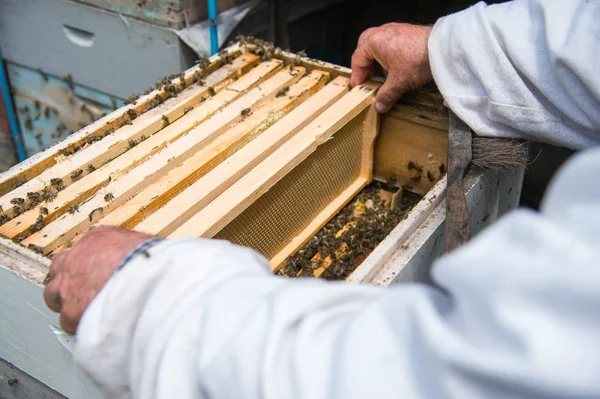 Včelaře drží snímek s medem s voskem — Stock fotografie