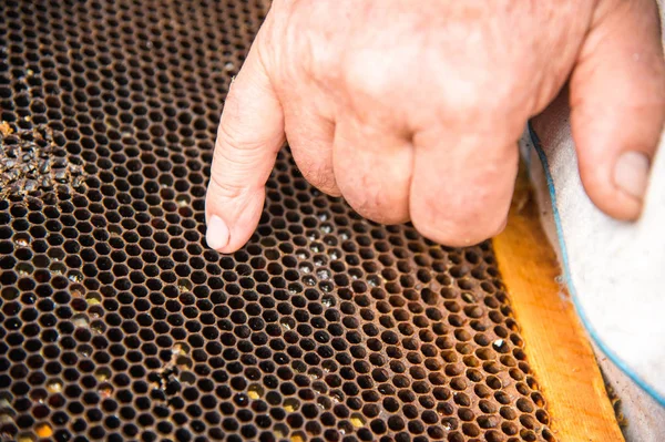 Les apiculteurs mains sur le fond d'un cadre avec des nids d'abeilles vides — Photo