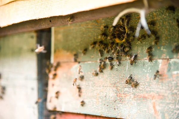 Bikupor i bigården med bin som flyger på landning styrelser. — Stockfoto