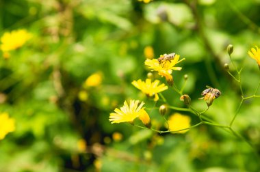 Pembe bir çiçekte arı.