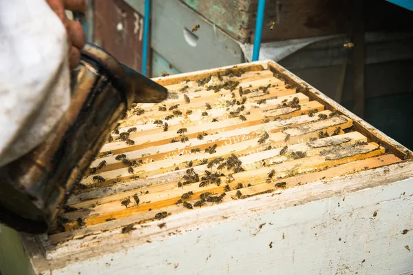 L'apiculteur fait fumer sous la ruche . — Photo
