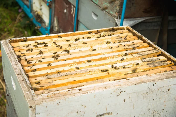 Muitas abelhas em uma colmeia aberta — Fotografia de Stock