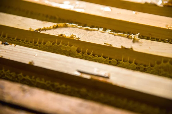 Frames waarin is opgeslagen onvoltooide verse honing in honingraten — Stockfoto