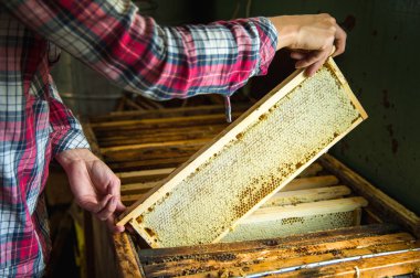 Arıcı bir çerçeve ile mum mühürlü bal ile devam ediyor