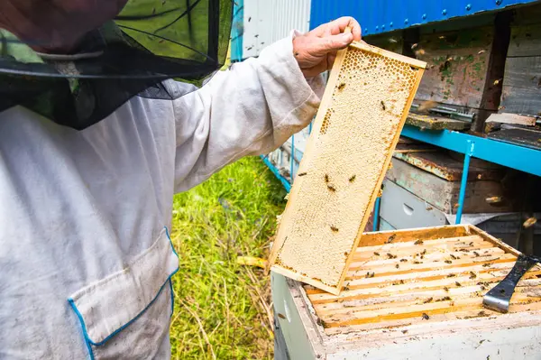 Včelaře drží snímek s medem s voskem — Stock fotografie
