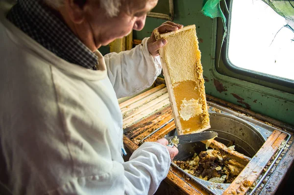 Arıcı balmumu petek çerçevesinden ayırır..