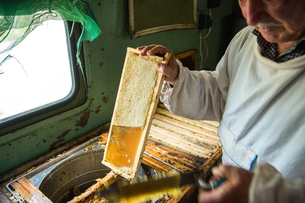 Arıcı balmumu petek çerçevesinden ayırır..