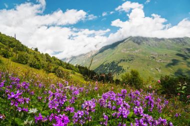 Violet flowers on the mountain slopes clipart