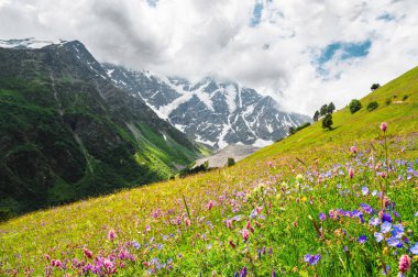 Çiçekli alpine meadows Kafkasya'da