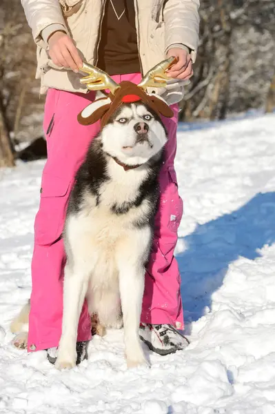 Chica con su lindo perro Husky en un paseo —  Fotos de Stock