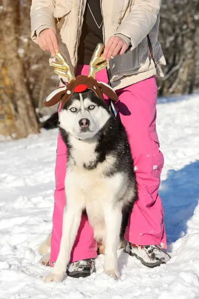 Mädchen mit ihrem süßen Hund Husky auf einem Spaziergang — Stockfoto